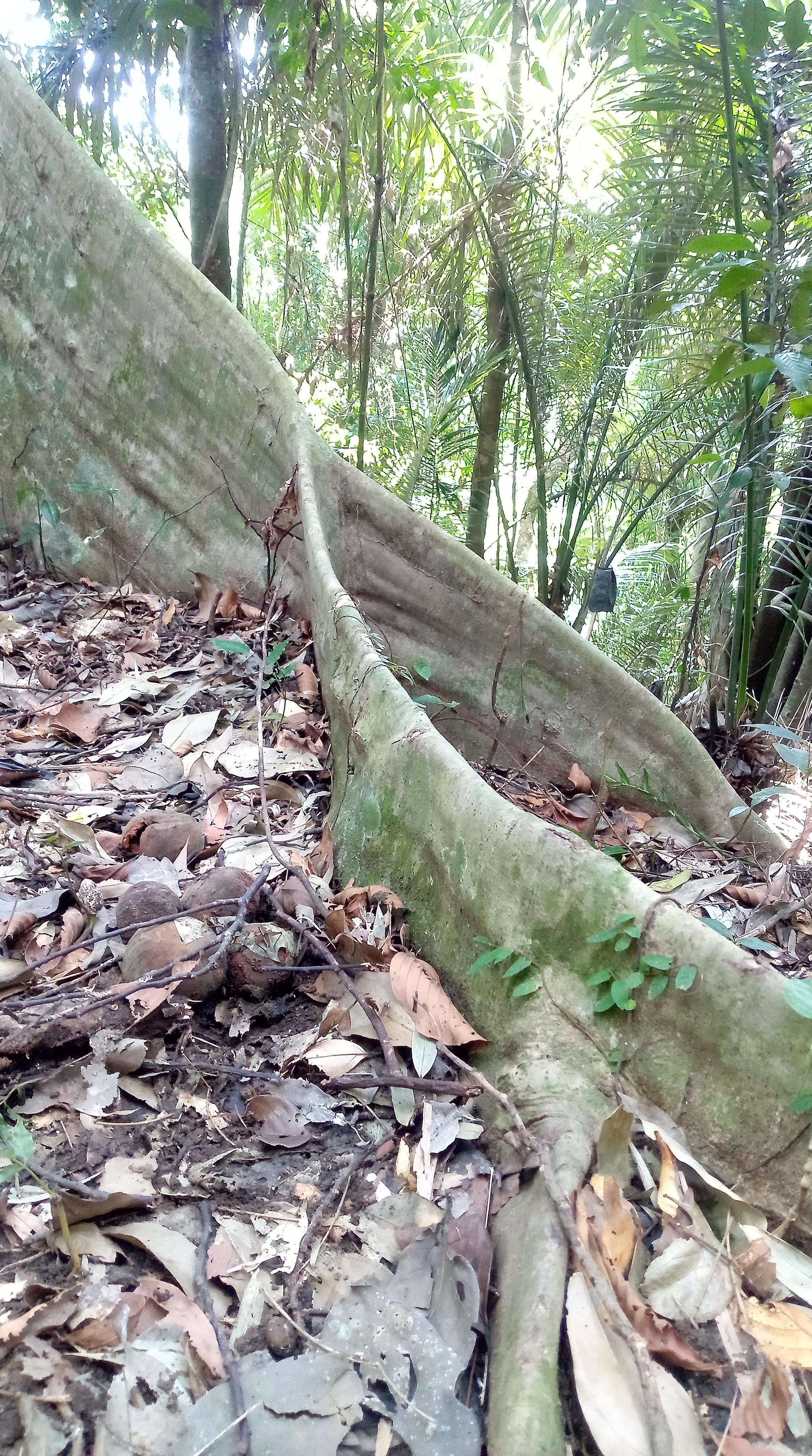 Un arbre